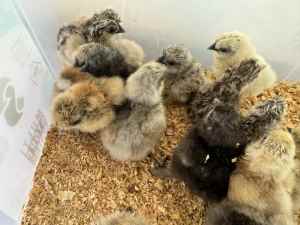 Silkie Chicks hatching every Thursday 