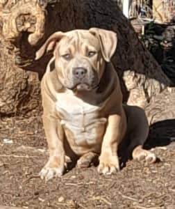 American pocket ￼bullies puppies ABKC registered ￼, Dogs & Puppies, Gumtree Australia Playford Area - Virginia