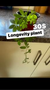 Jiaugulan plant (longevity plant)