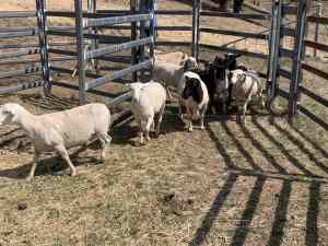 Dorper ewes in lamb