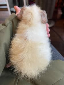 Baby Guinea pigs for sale