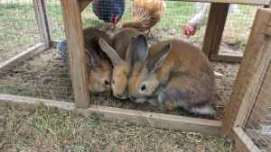 Cute, young rabbits for sale