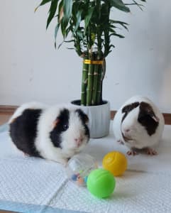 2 Guinea pigs for free as moving over seas. 