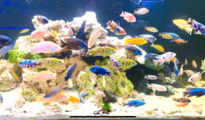 Large African Breeders at Wat the fish and Sydney CBD