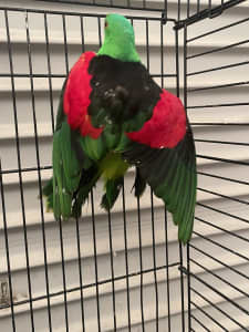 Birds PARROT FOR FREE 
