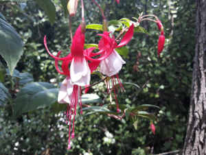 Hardy flowering Red-White Fuchsia perennial shrub
