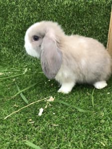 ONLY 3 LEFT!!! Purebred Mini Lop kits (babies!)