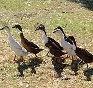 Seven indian runner ducks 