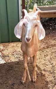 Goats , weathers, 8 mths old , $50 each