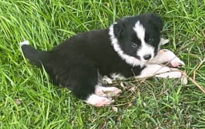 Border Collie Pups offers welcome 