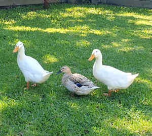 Free pet ducks x3 together to good home