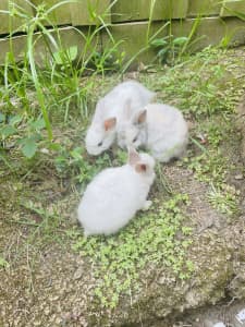 Rabbits for sale at affordable prices