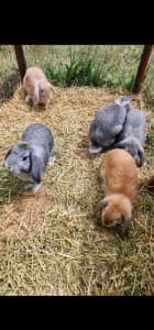 Purebred mini lop eared Rabbits 