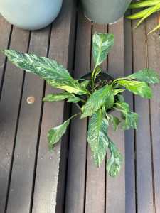 Variegated Peace Lily (Spathiphyllum Domino) - 20cm pot