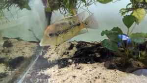 Freshwater tropical fish (Geos/plecos) for sale 
