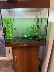Jewel 140L tank with fish included