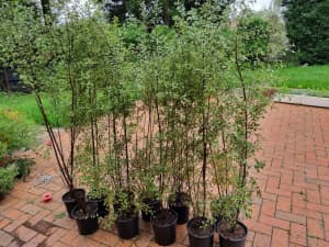 Pittosporum Trees (Silver Sheen) - 10x Available