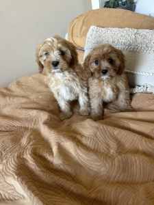 Adorable Cavoodle puppies