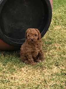 Purebred Miniature Toy Poodle