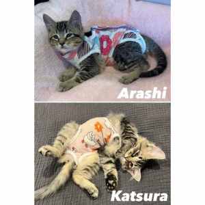 10363/4 : Katsura/Arashi - KITTENS for ADOPTION - Vet Work Included