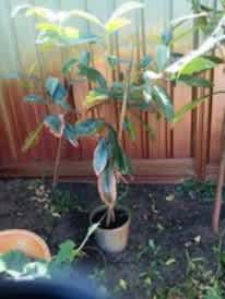 Loquat plant tree