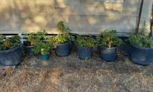 Berry plants, blueberry, Loganberry, strawberry, youngberry, boysenbe 