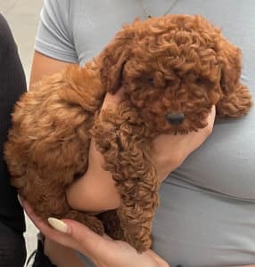Pure Bred Red Toy Poodle Puppy