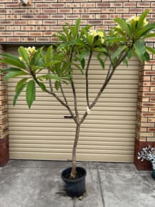 Bowen Yellow Frangipani Tree