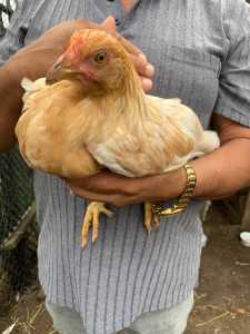 SOLD- Young healthy roosters