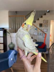 Hand-reared cockatiels (1.5 months)