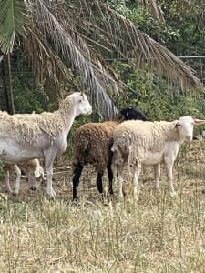 Goats and lambs for sale