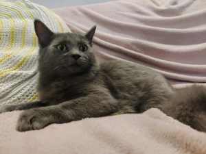 2 friendly pure russian blue boy kittens available 