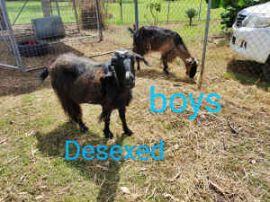 Male goats available 