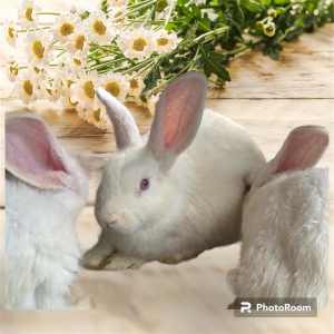 Baby Easter bunnies
