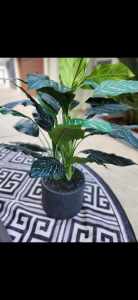 Large Calathea Faux Real Touch Plant in PotPot Bundall Gold Coast City Preview