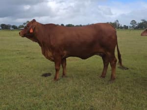 Droughtmaster Dispersal Sale