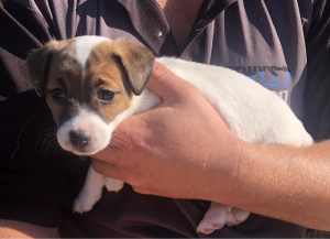 2 female Jack Russell pups