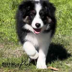 Border collie puppies purebred pedigree with papers!!