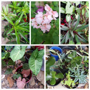 ALL are 5$ only Potted Plants 