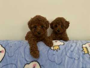 Dark red toy poodle females ready（Sold pending pick up）