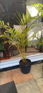 Indoor/ outdoor palm in self watering pot