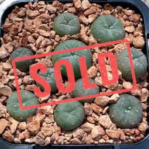 SOLD Button LW cactus Lophophora williamsii 10 seedlings plant no. 147