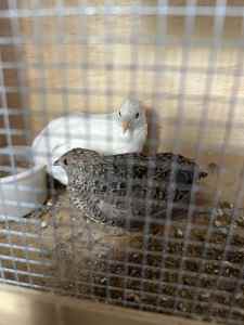 2 x pairs of king quails