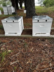 10 frame langstrom bee hive with nucleus