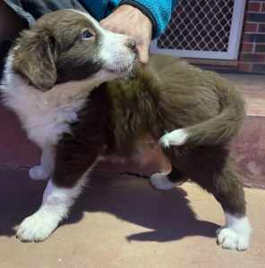 Purebred Border Collie Male Puppy 
