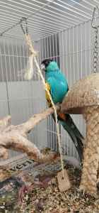 hooded parrot
