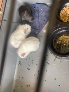 Guinea Pigs for sale