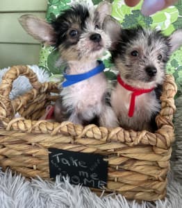 Chinese Crested Hairy Hairless Puppies