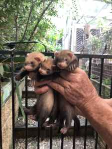 Young Ferrets $50 each