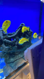 ELECTRIC YELLOW AFRICAN CICHLIDS FOR SALE